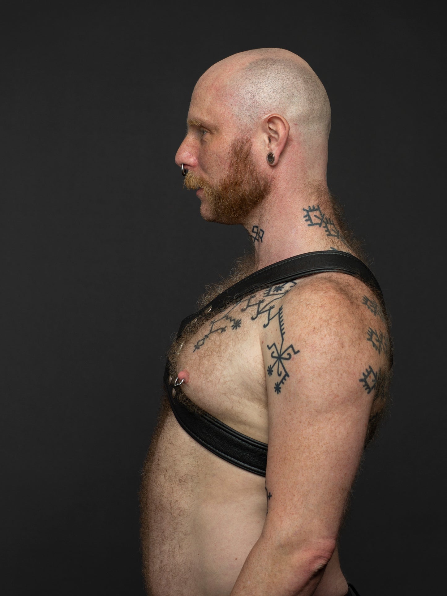 Bull Harness X Paspel breite 5 cm