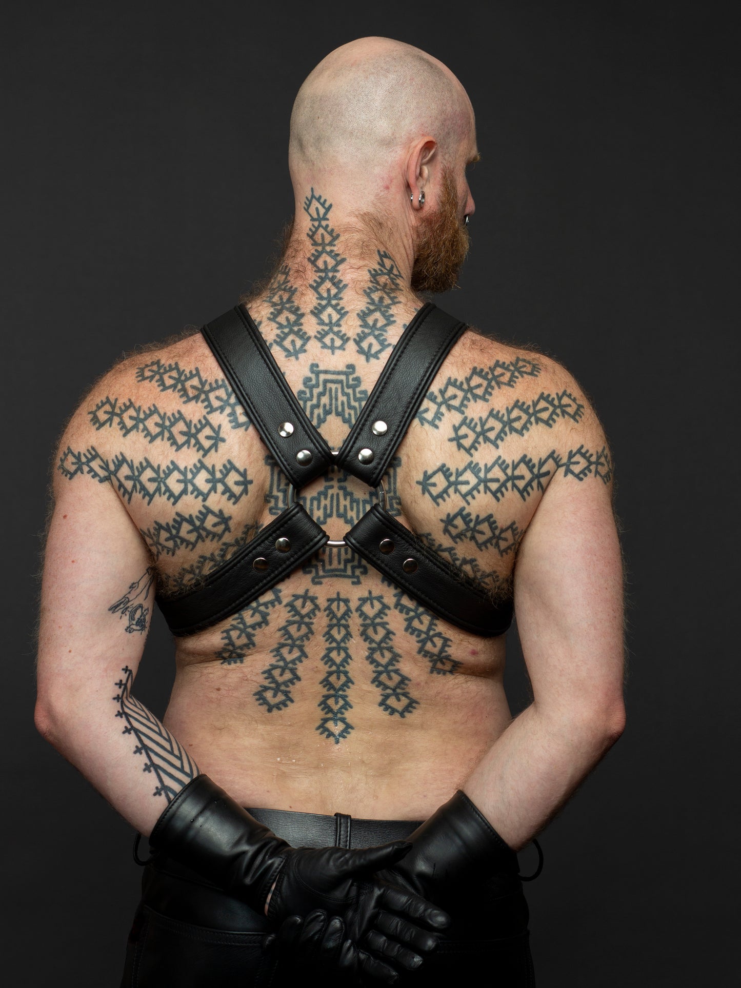 Bull Harness X Paspel breite 5 cm